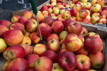 Äpfelverkauf auf dem Domplatz in Münster, Westfalen, Deutschland