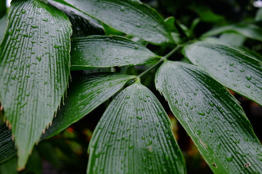 Green leaves with drops of water.After the rains, the plants look fresh.