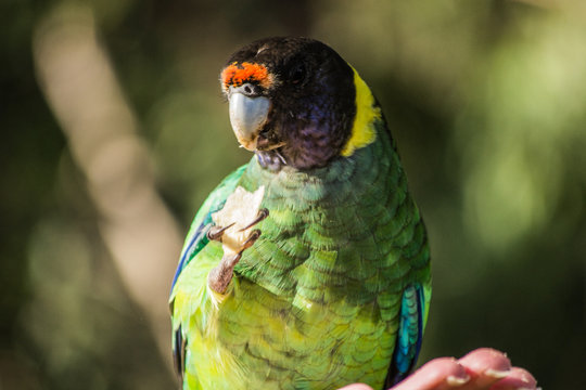 Colorful wild parrot from Australia