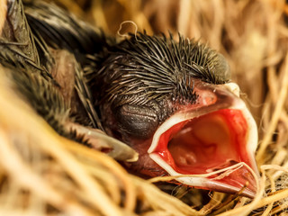Baby birds in the nest