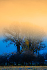 Misty Morning in Valley with Trees Golden Sunlight