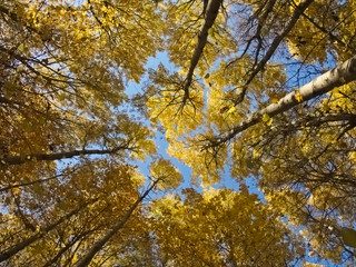 Aspen trees against the blue sky