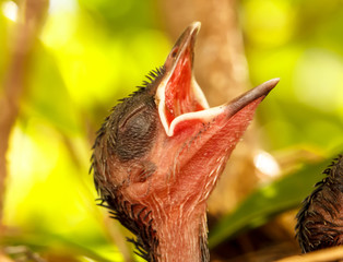 Baby birds in the nest