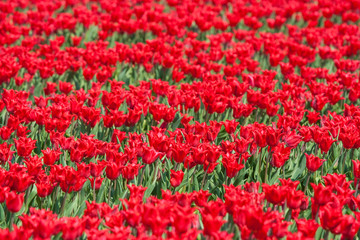 red tulips