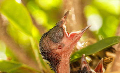 Baby birds in the nest