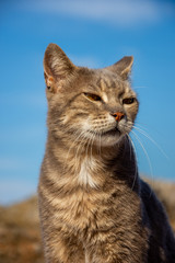 Obraz premium Urlaub, Mallorca, Valldemossa, Starand, Meer, Möven, Zitronen, Berge, Blumen, Wandern, Reisen