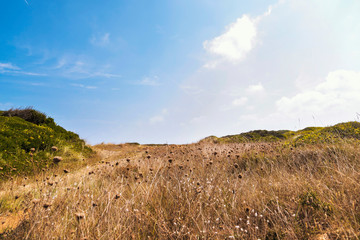 Dry meadow inside the coastal dunes natural park in summer