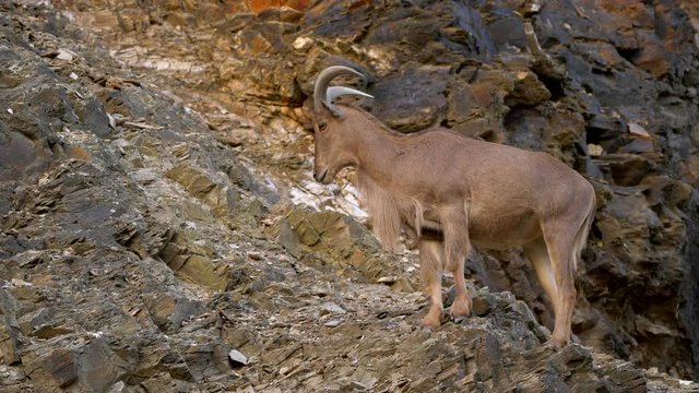 Barbary sheep (Ammotragus lervia) on the rocks