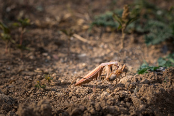 European mantis (Mantis religiosa) or praying mantis eating spider