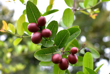 Carissa carandas (Korja Tenga in Assamese) is a indigenous fruit of North Eastern Region of India.