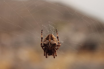 spider on web