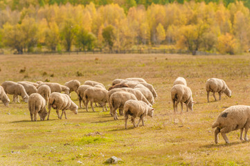 Obraz na płótnie Canvas Flock of Staring Sheep on autumn meadow