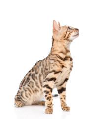 purebred bengal kitten looking away and up. isolated on white background