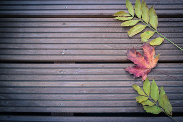 autumn leaves frame background