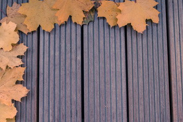 autumn leaves frame background