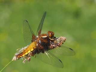Plattbauchlibelle - Weibchen © Jademacro
