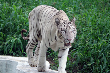 Obraz premium White Tiger