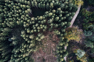 Autumn forest aerial drone view from above, dji