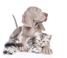 Weimaraner puppy hugs kitten and looking away. isolated on white background