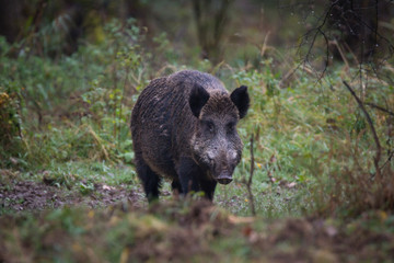 Wildschwein / Wildschweine im Forstenrieder Park