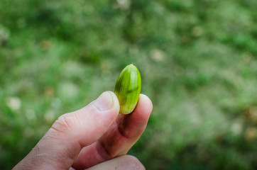 The guy is holding a green acorn with palm trees. Gathering the fruits of the oak