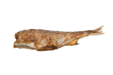 fish isolated on white background