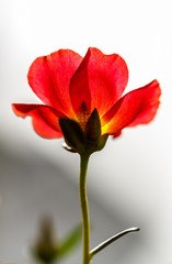Flower Portulaca oleracea