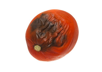 rotten tomato isolated on white background