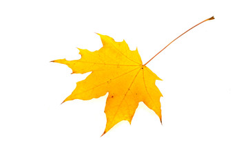 dry leaf isolated on white background