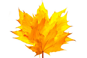 dry leaf isolated on white background