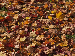 Fallen maple leaves on the green grass