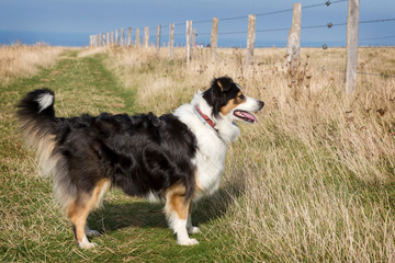 Chienne berger australien tricolore