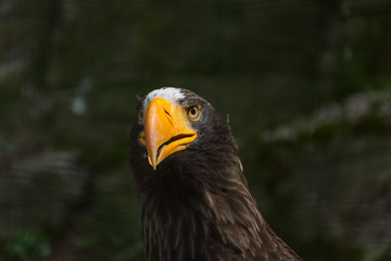 portrait of an eagle