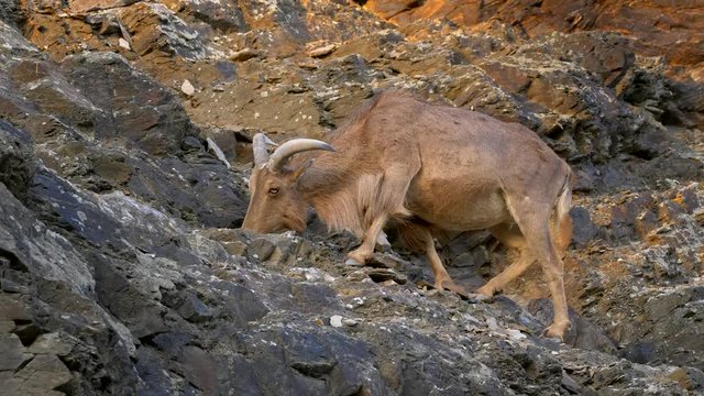 Barbary sheep (Ammotragus lervia) on the rocks