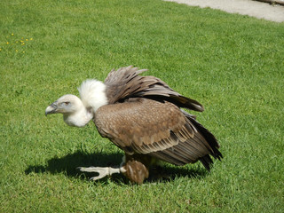 vultures in austria