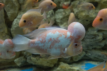 ocean fish in a large aquarium of algae and fish of other species