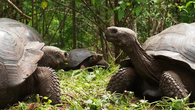 Giant tortoises, Highlands of Floreana or Charles Island, Galapagos, Ecuador