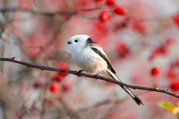 Obraz premium long-tailed tit or long-tailed bushtit (Aegithalos caudatus) sits on a branch of wild rose bush against a background of red berries and sky