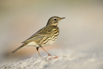 A close-up of a meadow pipit (Anthus pratensis) foraging on the beach of Heligoland. White coloured sand with stones and twigs.