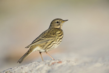  A close-up of a meadow pipit (Anthus pratensis) foraging on the beach of Heligoland. White coloured sand with stones and twigs.