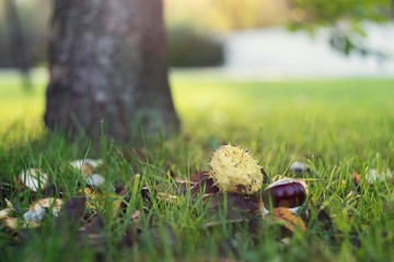 chestnuts in the grass