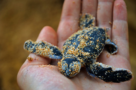 A little newborn turtle is lying on black human hand  in the Sea Turtles Conservation Research Project in Bentota, Sri Lanka, saving animals, trusting people