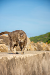 Urlaub, Mallorca, Valldemossa, Starand, Meer, Möven, Zitronen, Berge, Blumen, Wandern, Reisen