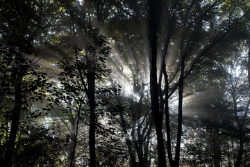Sonnenlicht durch strahlt durch Bäume