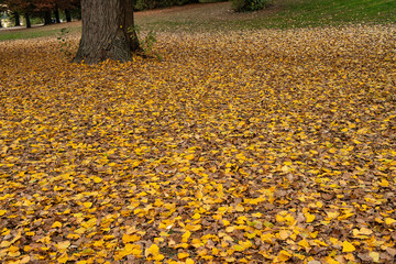 Baum mit Herbstlaub am Aasee, Münster, Westfalen, Deutschland