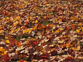 Fallen maple leaves on the green grass