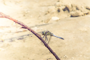 dragonfly sits on a dry thin branch against a sandy beach.