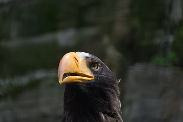 portrait of an eagle
