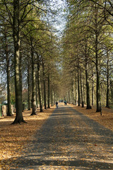 Naklejka premium Baumallee an der Promenade in Münster, Westfalen, Deutschland