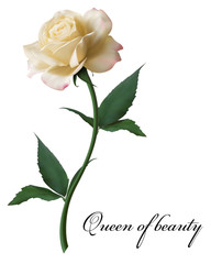 Realistic ivory rose, Queen of beauty